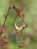 J16_2567 Sympetrum sanguineum in cop